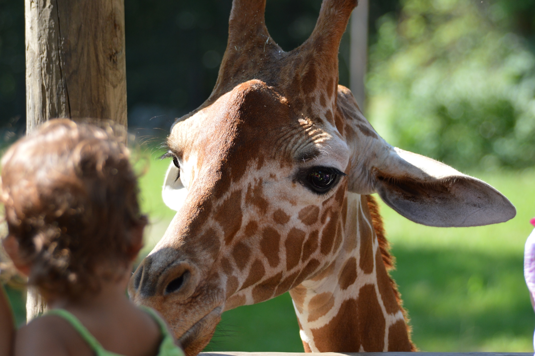 Giraffe - Columbia Zoo - 2014 07 - 10